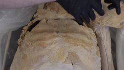 Exploring the Internal Organs of the Thoracic Cavity Instructional Video