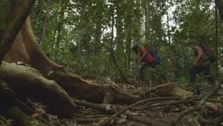 In Search of Tarantulas in the Australian Rain Forest Instructional Video