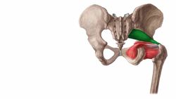Muscles of the hip and thigh Instructional Video