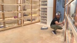 CLEAN : Saudi masters 'live art' of python crossbreeding in palace home News Clip