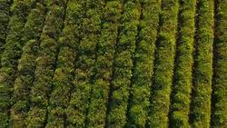 Aerial view of even rows of tea plants on plantation, export goods production Stock Footage