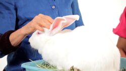Do Rabbits Get Along with Other Pets? Instructional Video