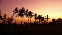 Tropical sunset behind coconut trees with passing birds Stock Footage