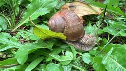 I WONDER - How Do Mollusks Protect Themselves? Instructional Video