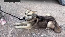 Norwegian hiker missing in northern Manitoba News Clip