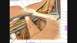 Identifying Structures in the Axilla [Part 2] Instructional Video