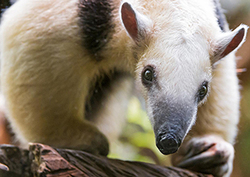 Super sniffers Instructional Video