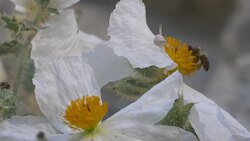Crab Spider on white poppy Stock Footage