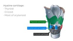 Larynx Instructional Video
