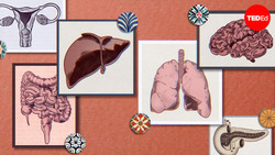 TED-Ed: How do doctors determine what stage of cancer you have? | Hyunsoo Joshua No and Trudy Wu Instructional Video