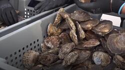 Football pitch-sized reef created as home for 10,000 wild oysters in North Sea Instructional Video
