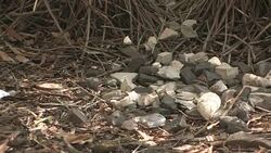 Rock cluster by the bower of a Great Bowerbird (Chlamydera nuchalis) Stock Footage
