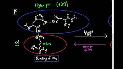 Hemoglobin Function Bohr Effect (Molecular Interpretation) Instructional Video