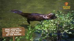 Searching for Beavers! (Part 1) Instructional Video