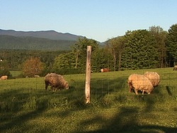 Primavera: recapitulando Instructional Video