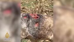 US ban on Mexican livestock imports devastates cattle farmers News Clip