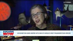 Sharks exhibition in New York aims to change the 'jaws' image News Clip