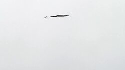 The Most Burly Hurls Instructional Video