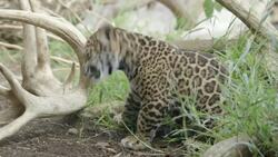 This Jaguar Cub Is Just Simply Too Adorable Instructional Video