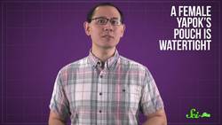 Why Yapoks Need a Pouch for Their Junk Instructional Video