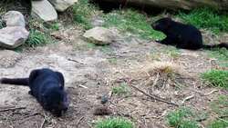 Discovering the Tasmanian Devil: Australia's Fierce Yet Fascinating Marsupial Instructional Video