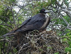 Los árboles: la importancia de los árboles Instructional Video