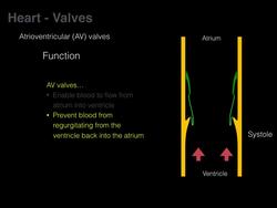 Overview of Heart Anatomy Tutorial Instructional Video