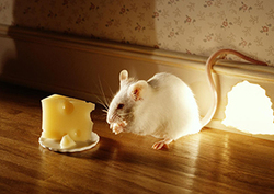 Sombras de gatos y ratones Instructional Video