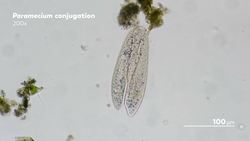 Becoming Your Own Baby Through Conjugation Instructional Video