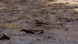 Building boom leaves lasting mark on Cambodian beaches News Clip