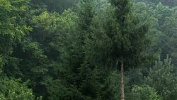 Heavy Rainfall Forest Trees Stock Footage