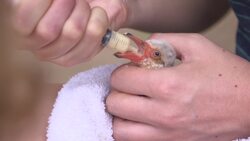 Special airlift for baby flamingos in drought peril +REPLAY+ Instructional Video