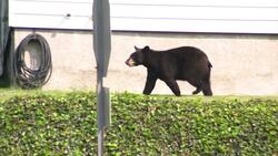 Officials: Bear spotted in West Harrison taken away by police News Clip