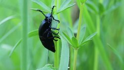 American oil beetle (blister beetle) eating fresh grass spring. Meloe proscarabaeus Blister beetle insect in wildlife, close up Stock Footage