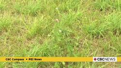 Dry weather means P.E.I.’s hay harvesters are struggling News Clip
