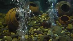 aquatic organisms Stock Footage