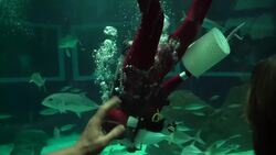 Scuba diving Santa feeds sharks at Rio aquarium Instructional Video