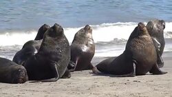 Sea lions at a beach Stock Footage