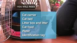 How to Travel with a Cat Instructional Video