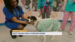 Paws and Pals: Velma is ready for a puppy pajama party News Clip
