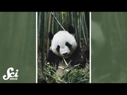 Why are pandas so chonky? #shorts #science #SciShow Instructional Video
