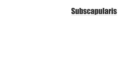 Subscapularis muscle Instructional Video