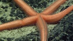 Phylum Echinodermata Part 2: Body Systems Instructional Video