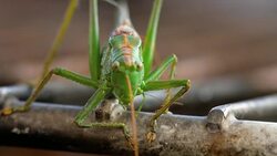 Big green locust male Stock Footage