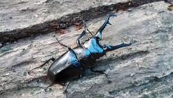 giraffe stag beetle Stock Footage