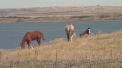 CLEAN : Virus reopens old wounds for South Dakota's Native Americans News Clip