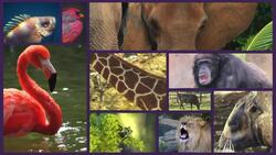 Population Ecology: What Causes Populations to Change? Instructional Video