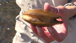 Scientists seek cause of freshwater mussel die-off News Clip