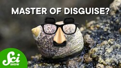 The Snail We Misidentified More Than 100 Times Instructional Video