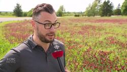 Deep-red field turns heads: Crimson clover is a colourful soil builder for this P.E.I. potato farm News Clip